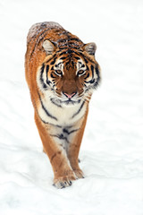 Wall Mural - Amur Tiger