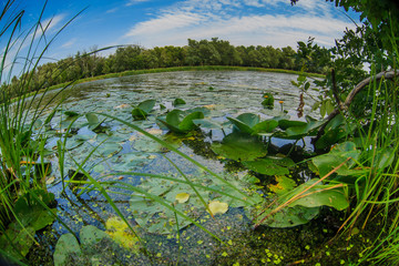 lake with water lilies pond nature landscape on background of bl