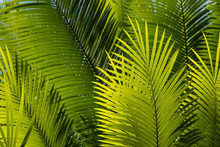 Fresh Palm Tree Leaves