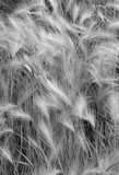 Fototapeta Dmuchawce - Foxtail Barely Grass Hordeum jubatum