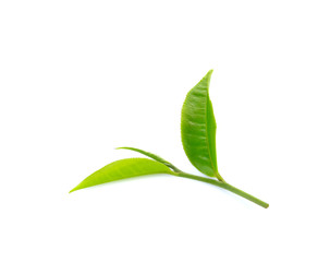 Wall Mural - Fresh green tea leaf on white background