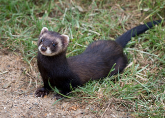 Wall Mural - polecat