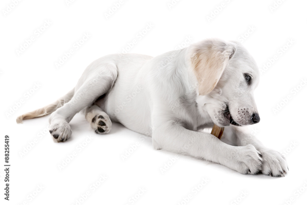 Labrador dog chewing bone isolated on white