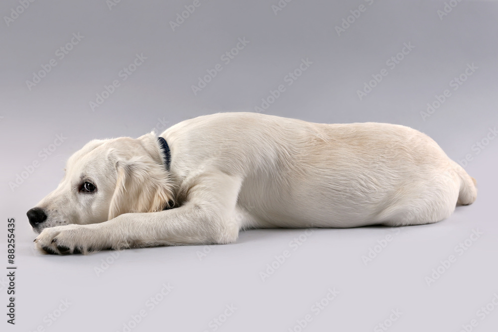 Cute Labrador dog on grey background
