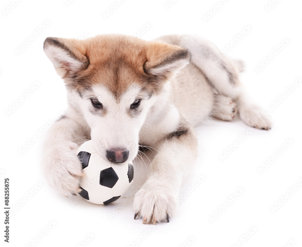 Cute Malamute puppy playing with ball isolated on white