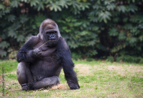 Fényképezés  Gorilla sitting on a grass
