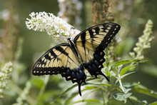 Swallowtail Butterfly Feeding On A White Butterfly Bush