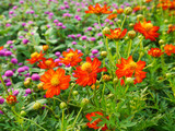 Fototapeta Maki - Flower Garden