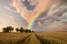 Colorful Rainbow Over The Field 
