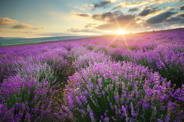 Meadow of lavender.