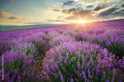 Naklejka na szybę Meadow of lavender.