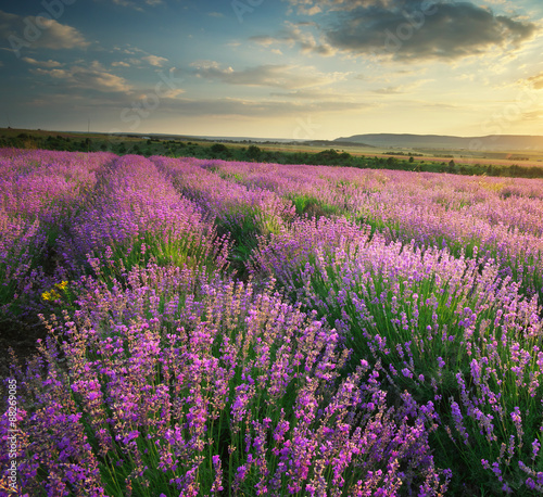 Nowoczesny obraz na płótnie Lavender meadow