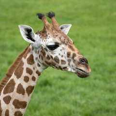 Wall Mural - young giraffe headshot with green grass background.