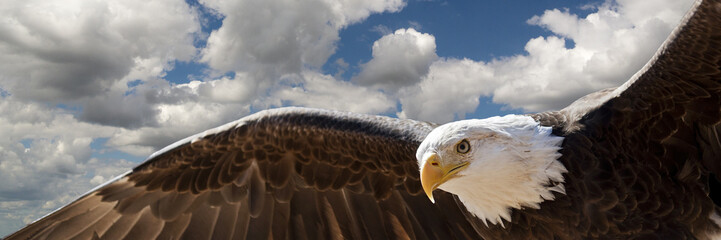 composite of a bald eagle flying in a cloudy sky