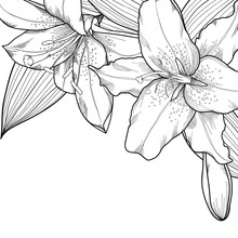 Graphic Black And White Lilies. Decoration On A White Background