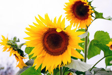 Beautiful Landscape Of Three Sunflowers And Cloudy Bright Sun Li