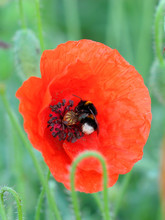 Bumblebee Feeding On Poppy