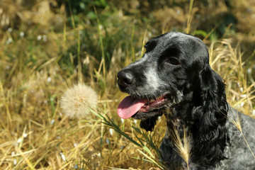 Russian spaniel outdoors