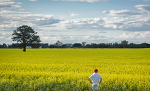 Horizontal Image Of A Farmer With Red Hat Standing At The Edge Of His Yellow Canola Field Gazing Across His Crop Under A Cloudy Blue Sky In The Summer.