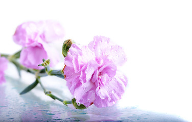 Pink Carnations