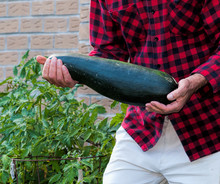 Farmer With A Huge Zucchini In His Habds