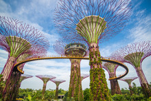 The Supertree At Gardens By The Bay