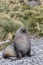 Antarctic Fur Seal (Arctocephalus Gazella) Male Defending Territory, Stromness Harbor, South Georgia, UK Overseas Protectorate