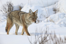 Coyote (Canis Latrans) In The Snow In Winter, Yellowstone National Park, Wyoming 
