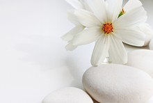 White Flower And White Pebble Stones White Background Empty Space Pretty Summery Card Whiteness  Soft Focus 