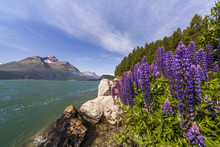 Pink And Purple Lupins Blooming By Lake Sils In Engadine, Not Far From Saint Moritz, Graubunden