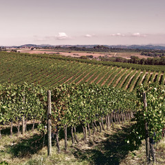 Vineyard