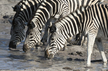 Burchell's Zebras (Equus Burchelli), Khwai Concession, Okavango Delta, Botswana