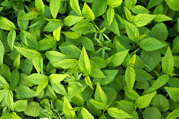 Wall Mural - green leaves background