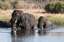 African Elephant (Loxodonta Africana), Okavango Delta, Botswana