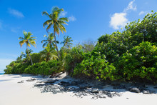 A Deserted Beach And Tropical Vegetation On An Island In The Northern Huvadhu Atoll, Maldives