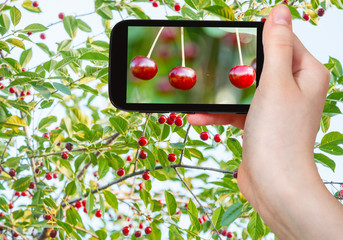 Wall Mural - tourist takes picture of twigs with red cherry