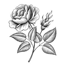 Vintage Rose Flower Engraving Calligraphic Victorian Style Tattoo Botanical Vector Illustration