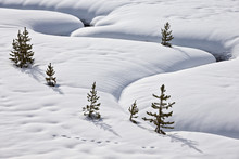 Evergreen Trees In The Snow With A Meandering Stream, Grand Teton National Park, Wyoming