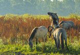 Fototapeta Konie - Prancing horses along the shore of a lake in summer