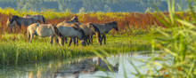 Herd Of Wild Horses Along The Shore Of A Lake In Summer