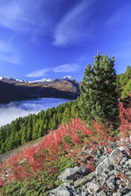 The blue sky above the Engadine Valley still shrouded in a thick fog, on an autumn day, and red weeds, Graubunden