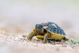 Fototapeta Konie - Hermann's tortoise