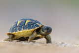 Fototapeta Konie - Hermann's tortoise