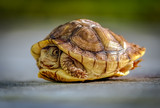 Fototapeta Miasta - Turtle Hiding in Shell