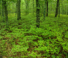 Green Undergrowth In A Forest