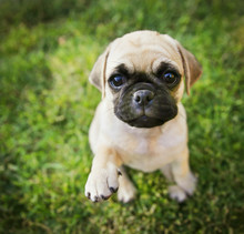 A Cute Chihuahua Pug Mix Puppy (chug) Looking At The Camera With