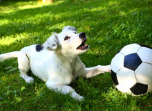  Puppy With Black And White Ball