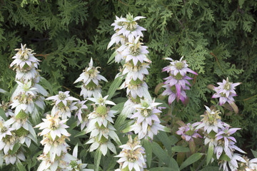 Canvas Print - Flower - Spotted Beebalm