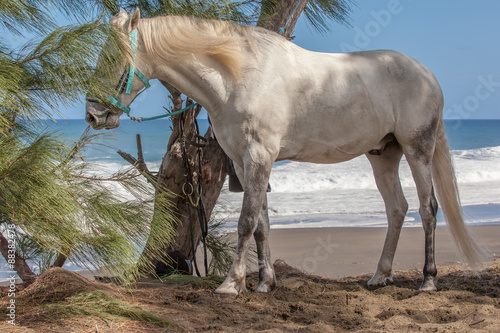 Fototapeta na wymiar cheval blanc sur plage