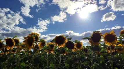 Wall Mural - Sunflower field and clouds - time lapse effect